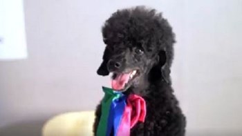 Το νέο σποτ των ΑΝΕΛ: Ο ”Thanassis” θα βγάλει και δόντια…