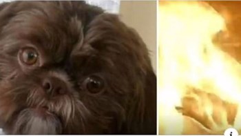 Αρρωστημένη τελευταία επιθυμία: Έκαναν ευθανασία στο σκυλί της για να το θάψουν μαζί της