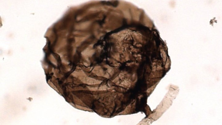 Ανακαλύφθηκε το αρχαιότερο απολίθωμα μύκητα ηλικίας ενός δισ. ετών – ΦΩΤΟ