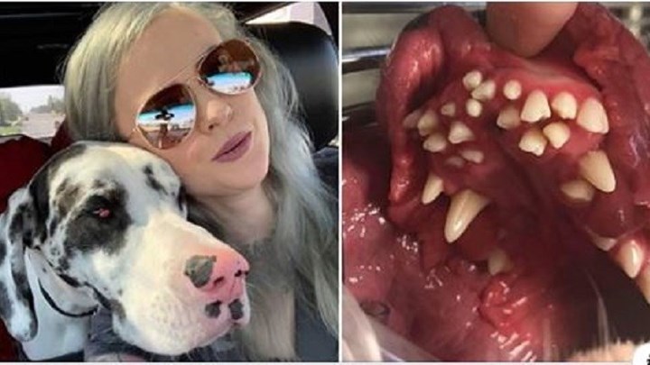 Τσουχτερός λογαριασμός – Έδωσε 800 δολ. στον οδοντίατρο του σκύλου της για 21 δόντια – ΦΩΤΟ