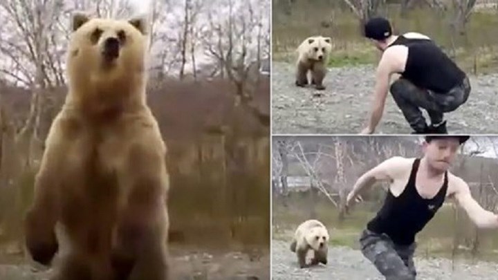 Αρκούδα “τιμώρησε” εξυπνάκια που πήγε να το παίξει νταής – ΒΙΝΤΕΟ