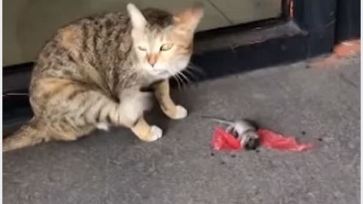 Επικό βίντεο: Η γάτα ξύνεται και ο ποντικός το σκάει – ΒΙΝΤΕΟ