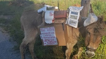 Εγκατέλειψαν γάιδαρο δεμένο, νηστικό και με “κάλπη” στην πλάτη στην Πάτρα – ΦΩΤΟ