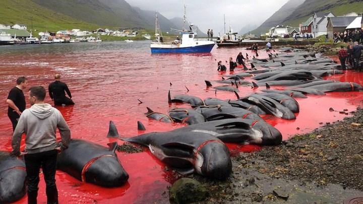 Παγκόσμια κατακραυγή: Η θάλασσα έγινε κόκκινη από το φρικτό έθιμο με τη μαζική σφαγή φαλαινών – ΒΙΝΤΕΟ