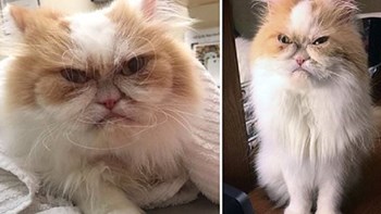 Βρέθηκε ο διάδοχος της “γκρινιάρας γάτας” – ΦΩΤΟ – ΒΙΝΤΕΟ