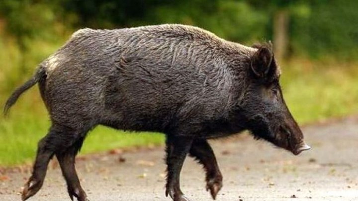 Το Δασαρχείο Θεσσαλονίκης καλεί τους κατοίκους του Πανοράματος να μην δίνουν τροφή στα αγριογούρουνα