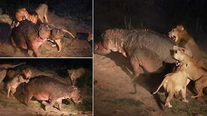 Επική μάχη ιπποπόταμου με πέντε λιοντάρια που προσπαθούν να τον κατασπαράξουν – ΒΙΝΤΕΟ
