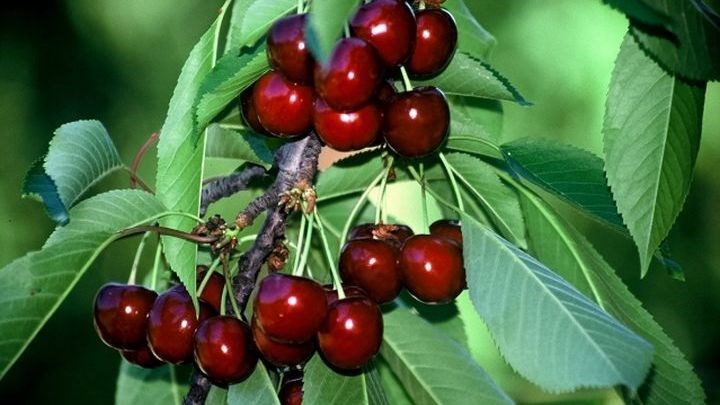 Γιαπωνέζα μύγα εξολοθρεύει τις κερασιές στην Ελλάδα