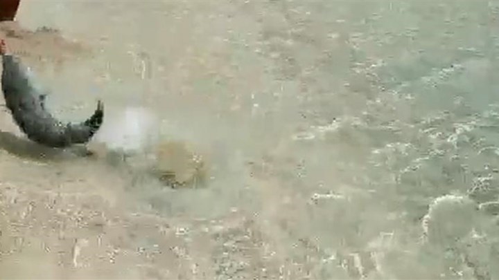 Λαγοκέφαλος επιτέθηκε σε λουόμενο στην Κάρπαθο – ΒΙΝΤΕΟ