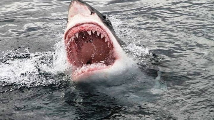 Επίθεση καρχαρία σε 17χρονη κολυμβήτρια – Σώθηκε χάρη στον πατέρα της