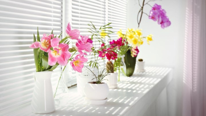 Τα λουλούδια στο σπίτι μειώνουν τα επίπεδα πόνου και στρες