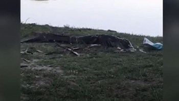 Αλιγάτορας… διέκοψε το πικνίκ ζευγαριού και έφαγε γουακαμόλε – ΒΙΝΤΕΟ