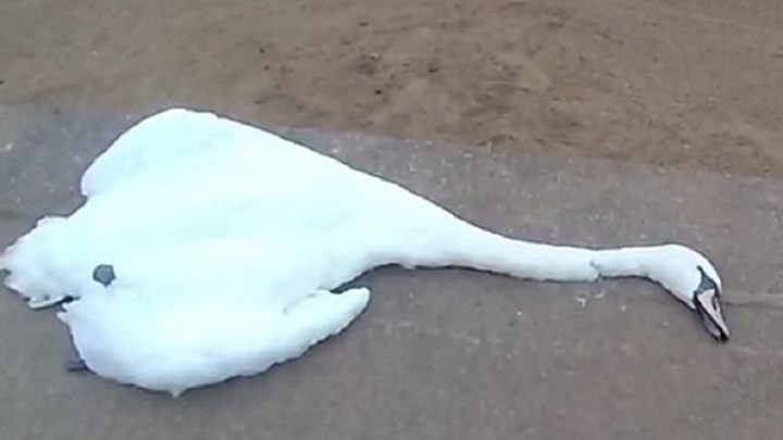 Γυναίκα στραγγάλισε κύκνο σε πάρκο της Αγγλίας – ΦΩΤΟ