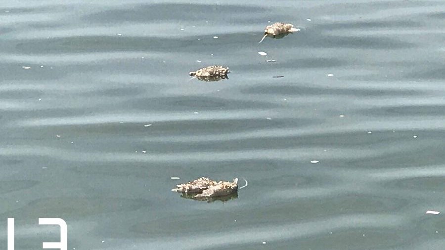 Γέμισε νεκρά ποντίκια ο Θερμαϊκός – ΦΩΤΟ – ΒΙΝΤΕΟ