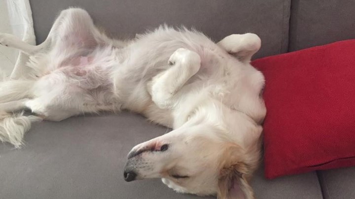 Έχετε στρες; Αν ναι, έχει κι ο σκύλος σας – Τι αποκαλύπτει έρευνα