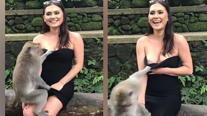 “Καυτές” αποκαλύψεις – Παιχνιδιάρα μαϊμού κατέβασε την μπλούζα τουρίστριας – ΒΙΝΤΕΟ