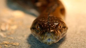 Την δάγκωσε φίδι στην αυλή του σπιτιού της