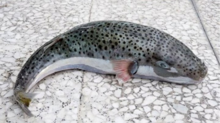 Προσοχή στον λαγοκέφαλο λένε οι ειδικοί – Πρόγραμμα μείωσης του πληθυσμού τους από το ΕΛΚΕΘΕ