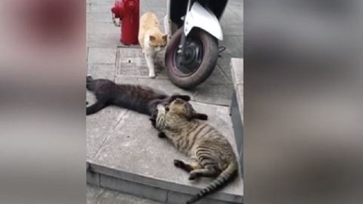 Επικό βίντεο: Γάτα πιάνει τον γάτο της να ερωτοτροπεί και του κάνει σκηνή