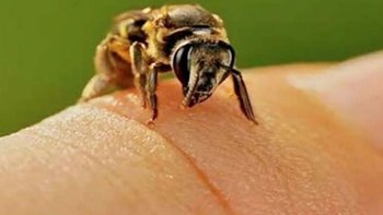 Τουρίστρια πέθανε από τσίμπημα σφήκας στην Κεφαλονιά