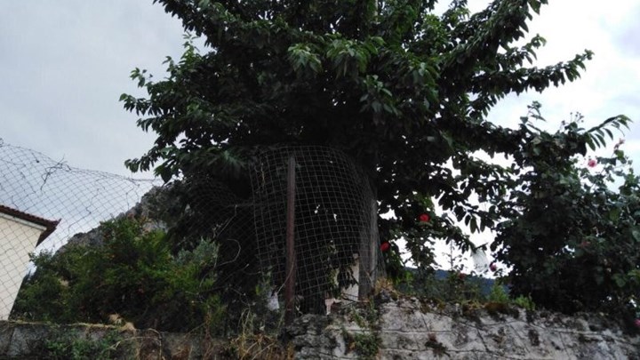 Τραγωδία στην Φθιώτιδα – 80χρονη έπεσε από κερασιά και σκοτώθηκε