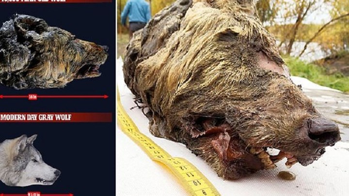 Συγκλονιστικό εύρημα στη Σιβηρία: Κεφάλι γιγάντιου λύκου από την εποχή των παγετώνων – ΦΩΤΟ – ΒΙΝΤΕΟ