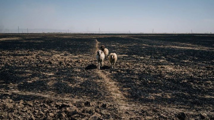 Πυρκαγιές καταστρέφουν χιλιάδες στρέμματα καλλιεργειών στη βορειανατολική Συρία – ΒΙΝΤΕΟ