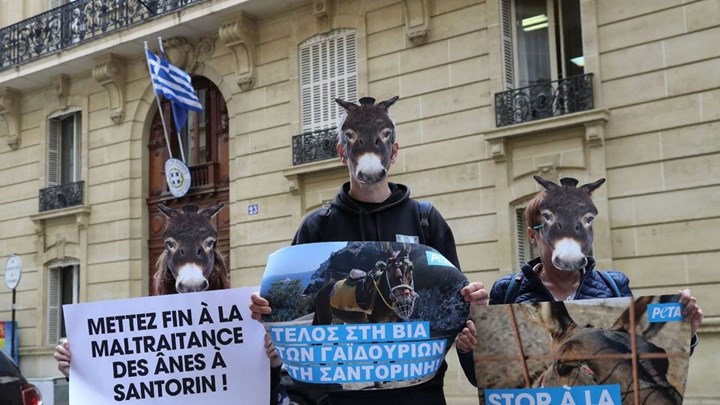 Διαμαρτυρία στο Παρίσι για τα γαϊδουράκια της Σαντορίνης – ΦΩΤΟ