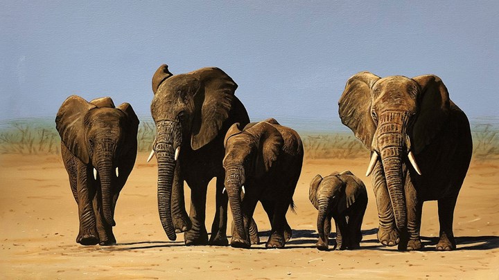 Συγκινητικό βίντεο: Κοπάδι ελεφάντων θρηνεί για νεκρό ελεφαντάκι