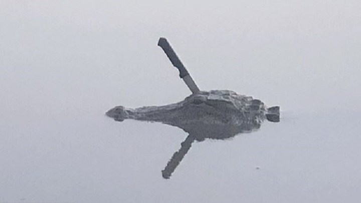 Ο αλιγάτορας που έγινε viral – Έχει ένα μαχαίρι καρφωμένο στο κεφάλι του – ΒΙΝΤΕΟ