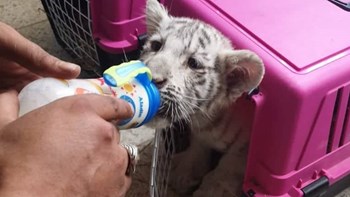 Τελωνειακοί στην Τυνησία «τσάκωσαν» παράνομο διακινητή – Έκρυβε στο αμάξι του τέσσερα λευκά τιγράκια