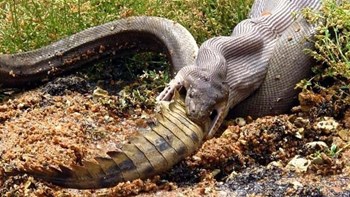 Τεράστιος πύθωνας καταβροχθίζει κροκόδειλο – ΦΩΤΟ