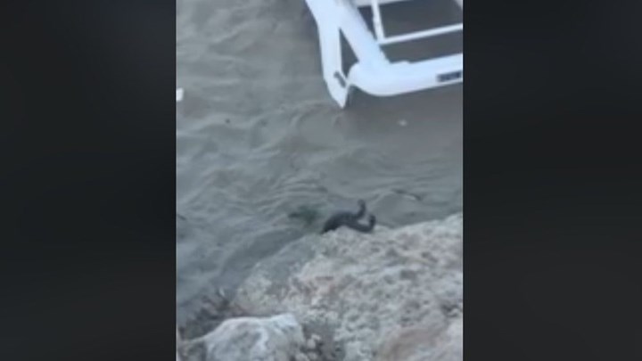 Φίδια ζευγαρώνουν δίπλα σε ξαπλώστρες – ΒΙΝΤΕΟ