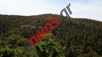 Προκαταρκτική έρευνα για το έντομο που καταστρέφει τα δέντρα στο Σέιχ Σου