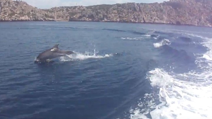 Μοναδικές εικόνες με δελφίνια στην Κορινθία – ΒΙΝΤΕΟ