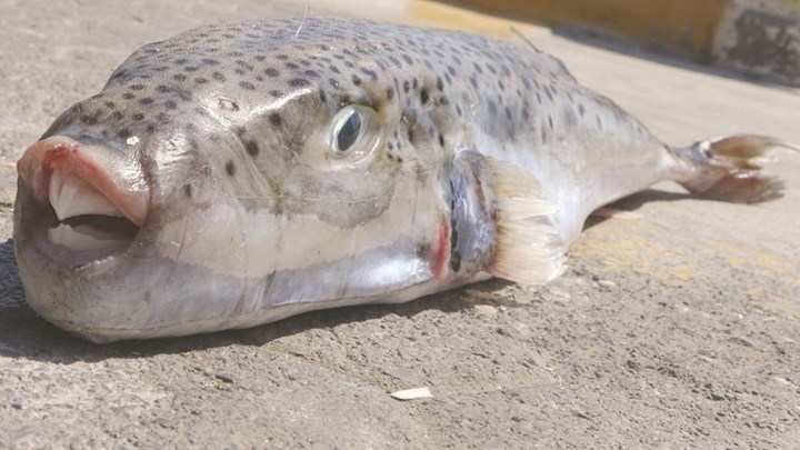 Έπιασαν τεράστιο λαγοκέφαλο στην Κρήτη – Ανησυχία για την επανεμφάνιση του επικίνδυνου ψαριού – Τι λένε στο enikos.gr οι επιστήμονες