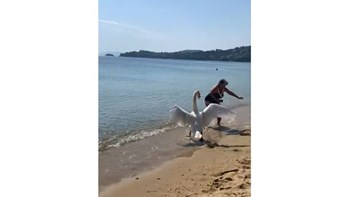 Κύκνος … εκδικήθηκε τουρίστρια που ήθελε να τον φωτογραφίσει στη Σκιάθο – ΒΙΝΤΕΟ