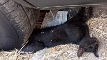 Φρίκη στην Πάτρα: Ασυνείδητος οδηγός πάρκαρε πάνω σε έναν γάτο – Το μαρτύριο των εννέα ωρών και η τραγική κατάληξη