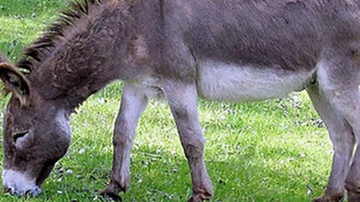 Συνελήφθη 55χρονος για κακοποίηση ζώου – Κλωτσούσε τον γάιδαρό του στο κεφάλι για το …”μάτι”