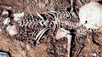 Μακάβριο εύρημα από βοσκό στην Εύβοια