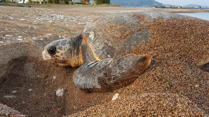 Θαλάσσια χελώνα γεννά τα αυγά της μπροστά σε έκπληκτους λουόμενους – ΒΙΝΤΕΟ