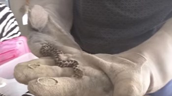 Αναστάτωση στη Θεσσαλονίκη: Εντοπίστηκε οχιά κρυμμένη σε τελάρο με φρούτα – ΒΙΝΤΕΟ