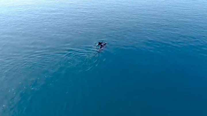 Συναρπαστικός ο χορός των δελφινιών στον Θεολόγο – Βίντεο από drone