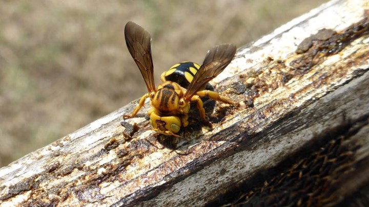 Περιπέτεια για αστυνομικό στην Κρήτη: Δέχθηκε «επίθεση» από σφήκες