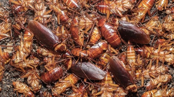 Αυτή είναι η έρευνα που έχει προκαλέσει τρόμο: Σε λίγα χρόνια οι κατσαρίδες θα έχουν ανοσία στα εντομοκτόνα