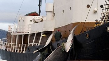 Διεθνής κατακραυγή για την επανέναρξη του κυνηγιού φαλαινών στην Ιαπωνία