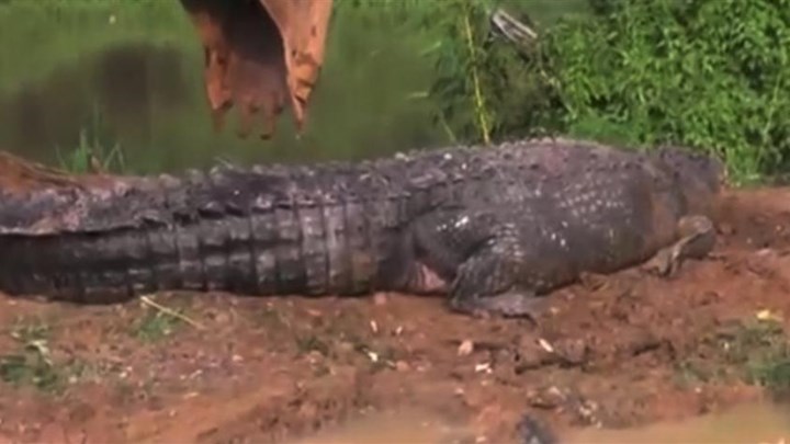 Κροκόδειλοι κατασπάραξαν κοριτσάκι δύο ετών στην Καμπότζη