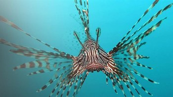 Ψαροντουφεκάς καμάκωσε λεονταρόψαρο στην Κρήτη – ΦΩΤΟ