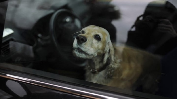 Μαρτυρικός θάνατος σκύλου στη Μαγνησία: Πέθανε από τη ζέστη μέσα στο αυτοκίνητο του αφεντικού του