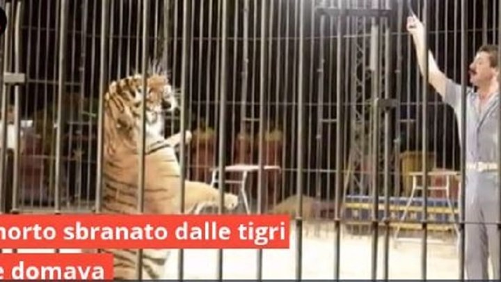 Σοκ – Τίγρεις κατασπάραξαν τον εκπαιδευτή τους